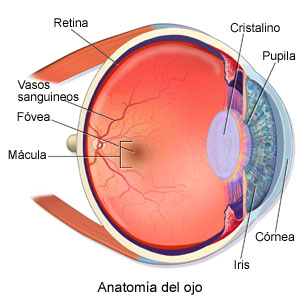 Degeneracion macular asociada a la edad