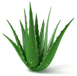 Aloe Vera medicinal